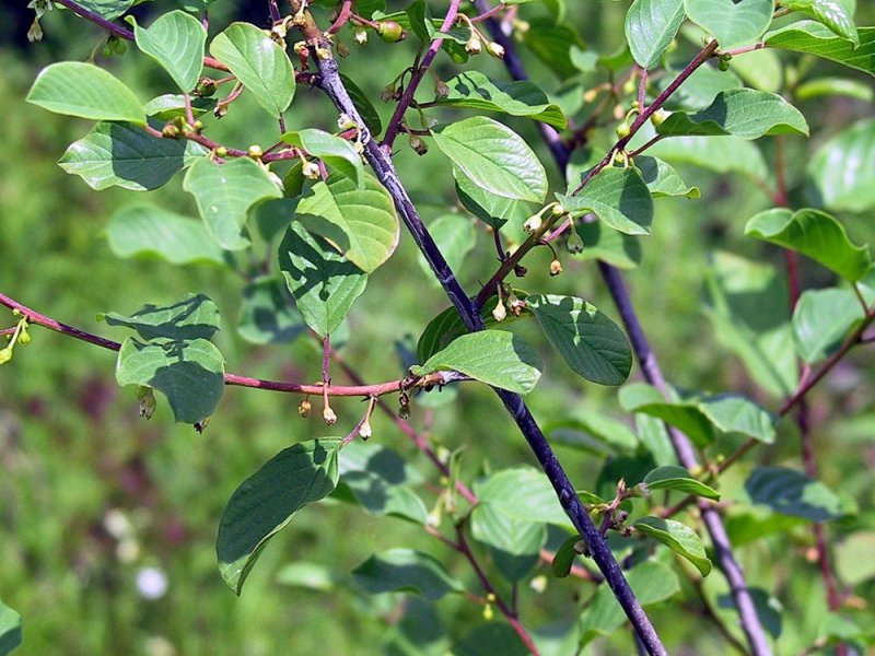 Glossy BuckThorn